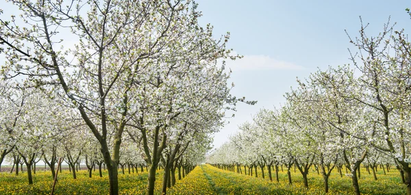 Blossoming orchard — Stock Photo, Image