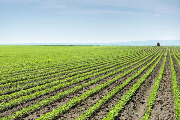 Filas de campo de soja —  Fotos de Stock