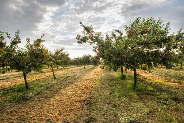 Cherries on orchard tree — Stock Photo, Image