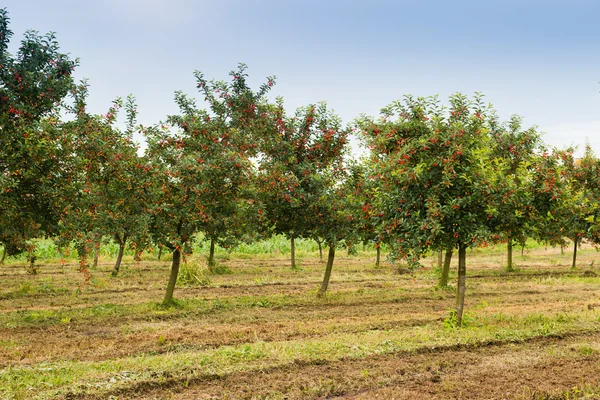 Cherries on orchard tree — Stock Photo, Image