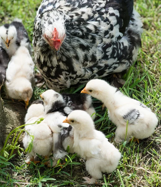 Kip met kuikens — Stockfoto