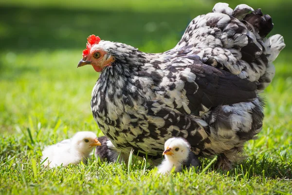 Hen with chicks — Stock Photo, Image