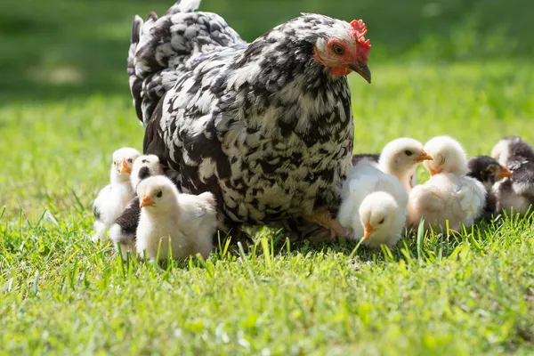 Gallina con polluelos —  Fotos de Stock