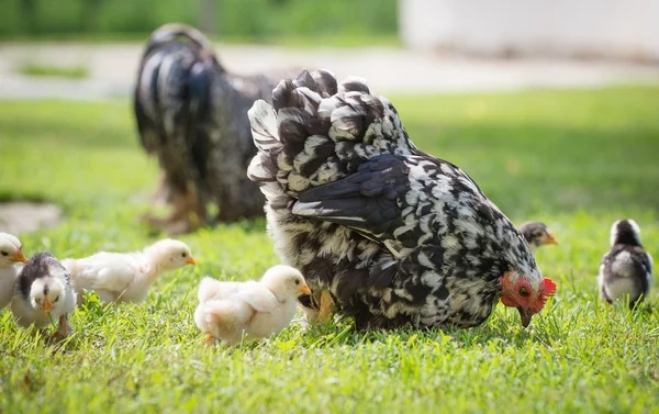 Hen with chicks — Stock Photo, Image