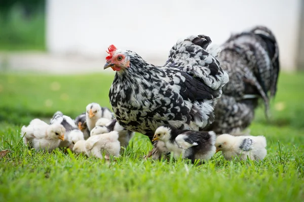 Hen with chicks Stock Photo