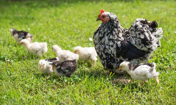 Hen with chicks Royalty Free Stock Photos