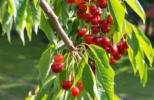 Cherry tree branch — Stock Photo, Image