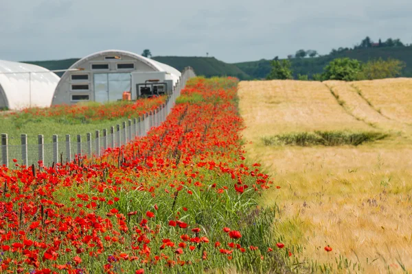 Field of ripe wheat — Stock Photo, Image