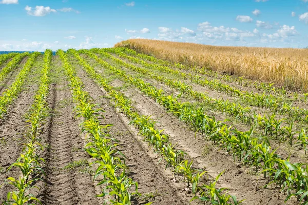 Кукуруза и пшеница — стоковое фото