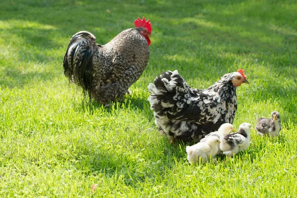 Курица с цыпочками — стоковое фото