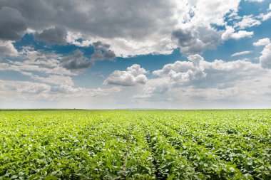Soya tarlası
