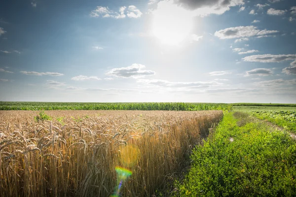 熟した小麦の畑 — ストック写真