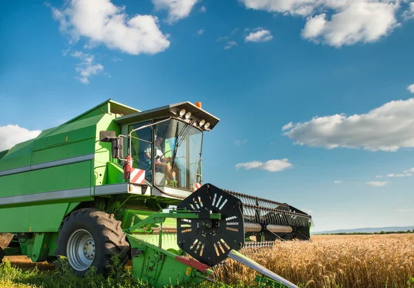 小麦の収穫 — ストック写真