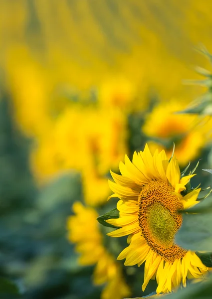 Zonnebloemen in het veld — Stockfoto