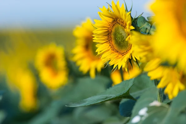 Solrosor på fältet — Stockfoto