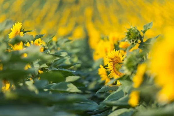 Słoneczniki w polu — Zdjęcie stockowe
