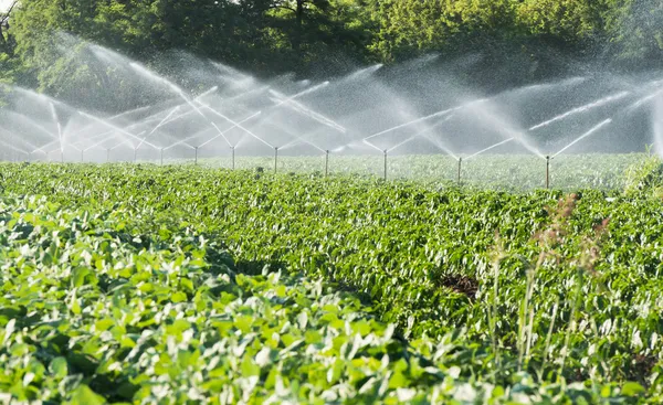 Irrigação de produtos hortícolas — Fotografia de Stock