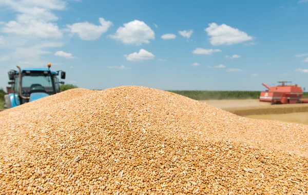 Trigo de grano de montón — Foto de Stock