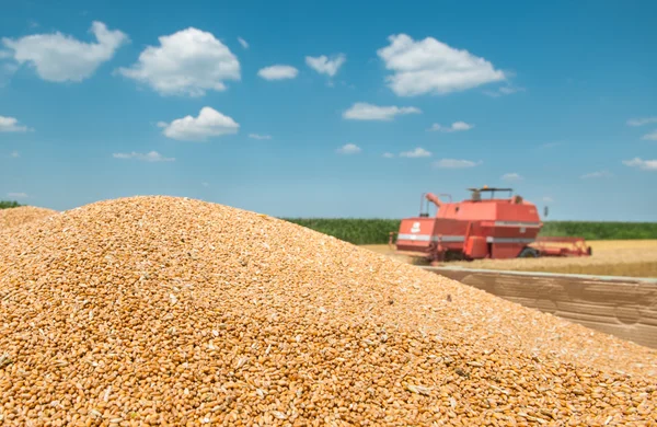 Heap grain wheat — Stock Photo, Image