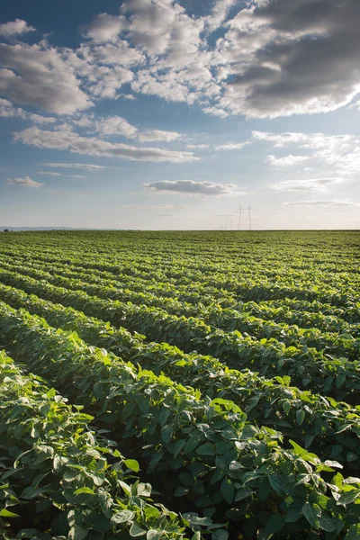 Campo di soia — Foto Stock