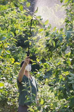 meyve ağaçları üzerinde Böcek ilaçlama