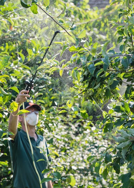 Spritzen von Pestiziden auf Obstbäume — Stockfoto