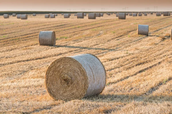 Campo com fardos de palha — Fotografia de Stock