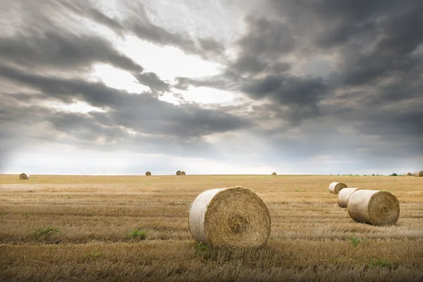 Field with straw bales — Stock Photo, Image