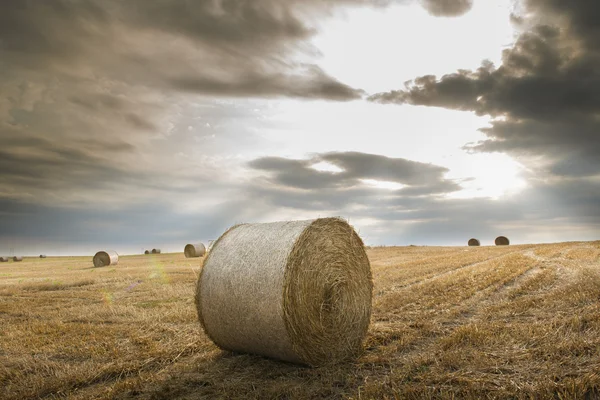 Field with straw bales — Stock Photo, Image