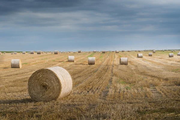 Campo com fardos de palha — Fotografia de Stock