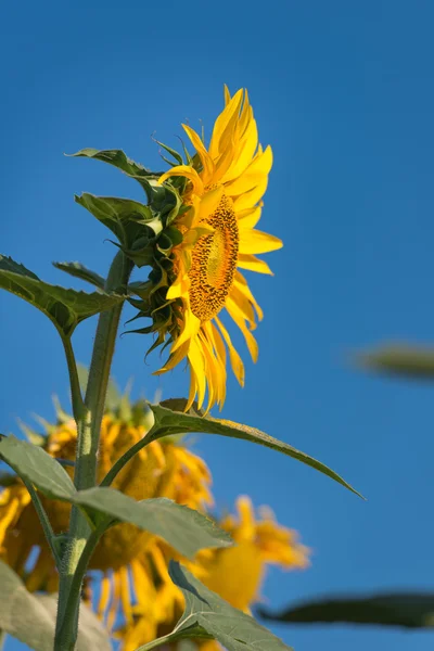 Solrosor på fältet — Stockfoto