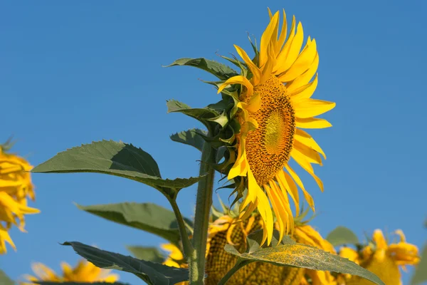 Solrosor på fältet — Stockfoto