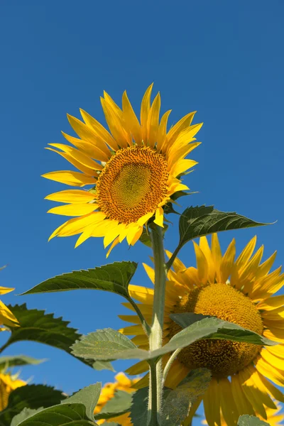 Girassóis no campo — Fotografia de Stock