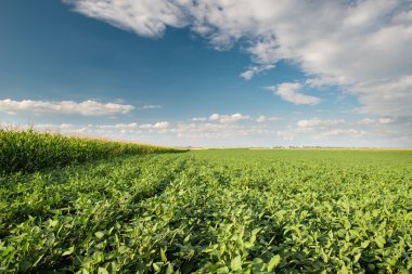 Soya tarlası
