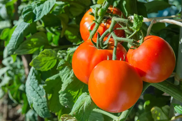 Tillväxt tomater — Stockfoto