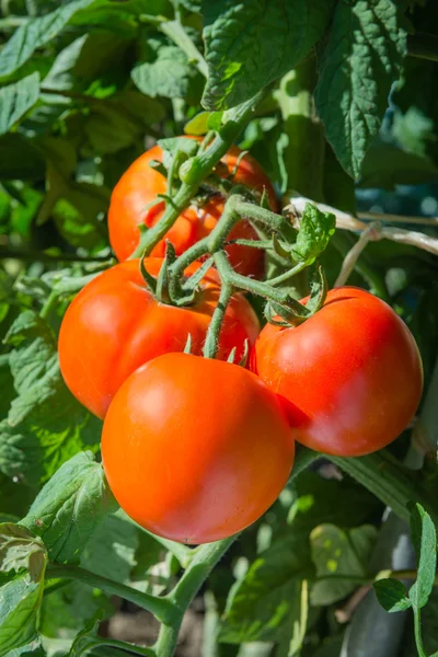 Tomates de crescimento — Fotografia de Stock