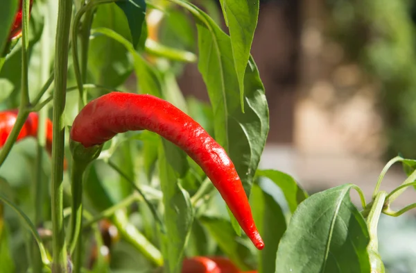 Röd hoade Chilipeppar i en trädgård — Stockfoto