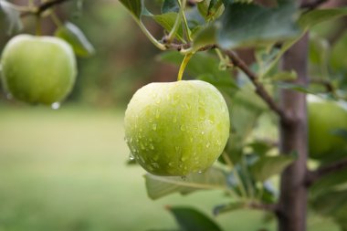 Meyve bahçesindeki bir dalda yeşil elmalar