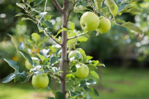 Green apples on a branch — Stock Photo, Image