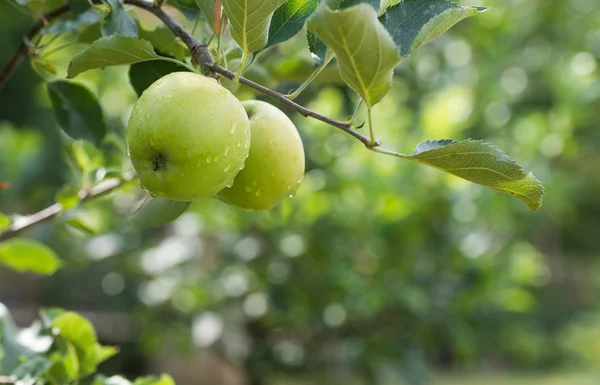 Green apples on a branch in an orchard — Stock Photo, Image