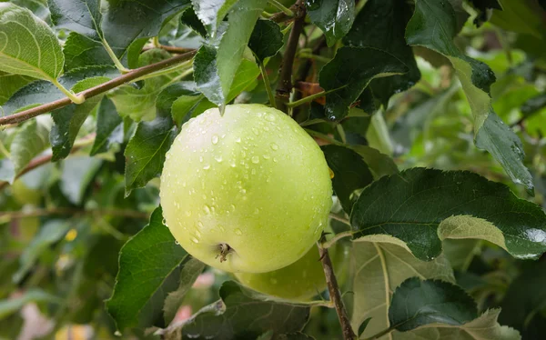 Grüne Äpfel auf einem Zweig in einem Obstgarten — Stockfoto