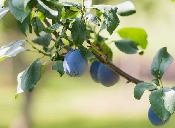 Plum on a branch in an orchard — Stock Photo, Image