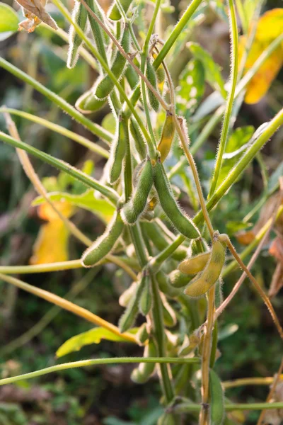 Close up of the soy bean — Stock Photo, Image