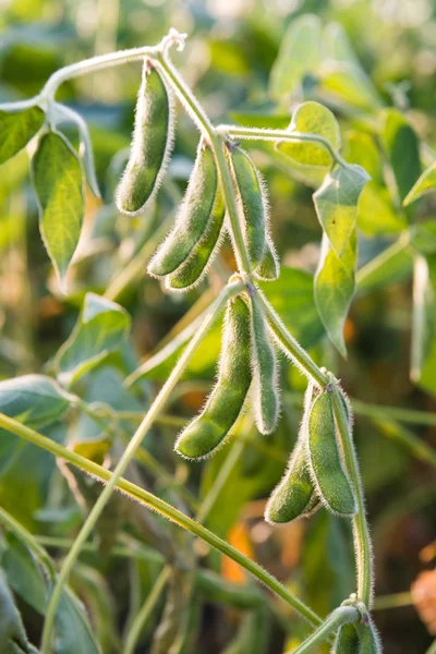 Nahaufnahme der Sojabohne — Stockfoto