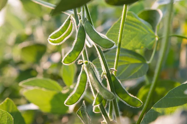 Close up of the soy bean — Stock Photo, Image