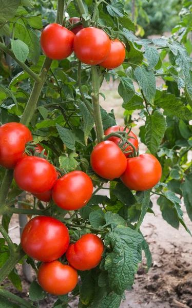 生长的西红柿 — 图库照片