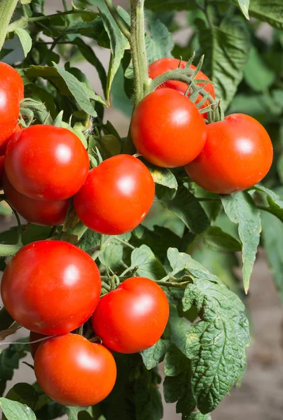 Groei tomaten — Stockfoto