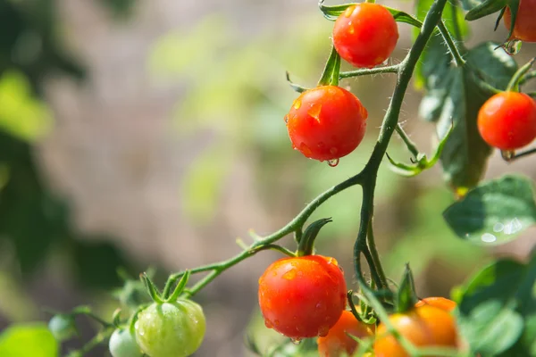 Tomates cherry de crecimiento — Foto de Stock