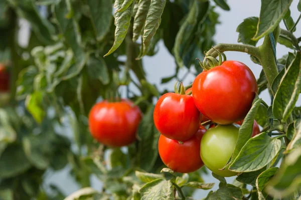 Спелые помидоры — стоковое фото