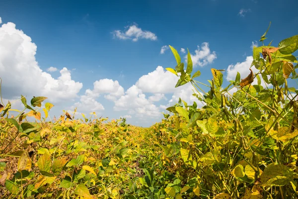 Field of Soybeans — Stock Photo, Image